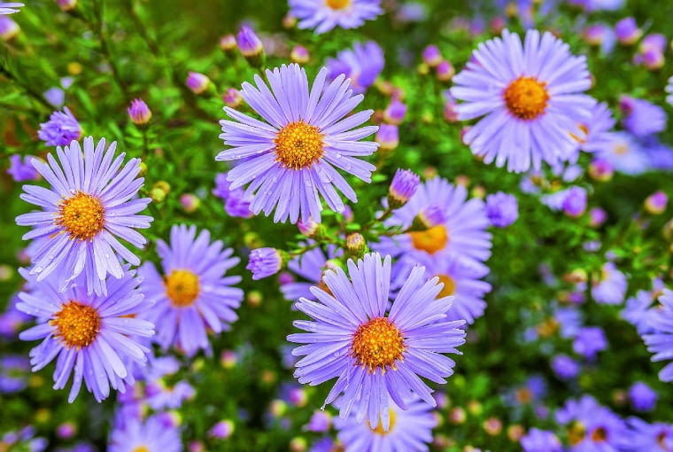 Aster nowobelgijski Aster nowobelgijski