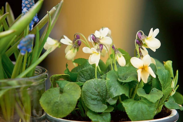 'Sulphurea' - w miarę dojrzewania jej kwiaty bledną. 'Sulphurea' - w miarę dojrzewania jej kwiaty bledną.