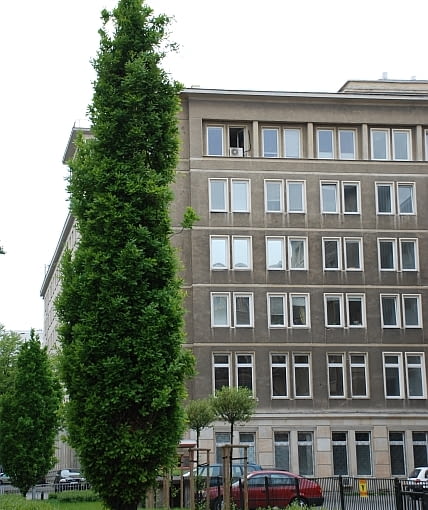 Dąb szypułkowy Quercus robur 'Fastigiata' Dąb szypułkowy Quercus robur 'Fastigiata'