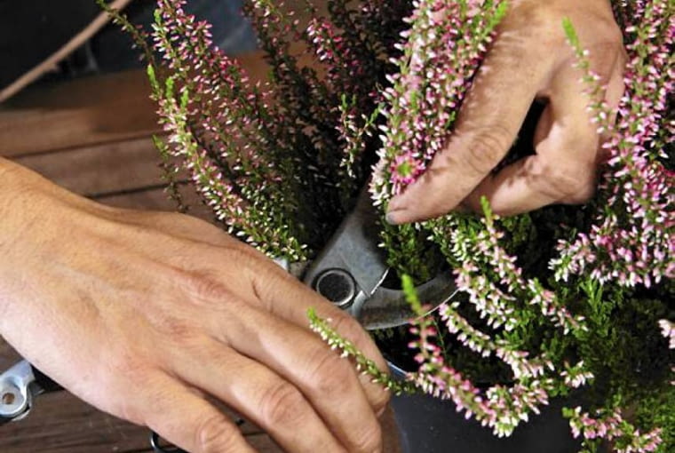 Przygotowujemy dekorację kompozycji - z wrzosu ścinamy sekatorem kilka gałązek, z których uformujemy miniaturową girlandę Przygotowujemy dekorację kompozycji - z wrzosu ścinamy sekatorem kilka gałązek, z których uformujemy miniaturową girlandę