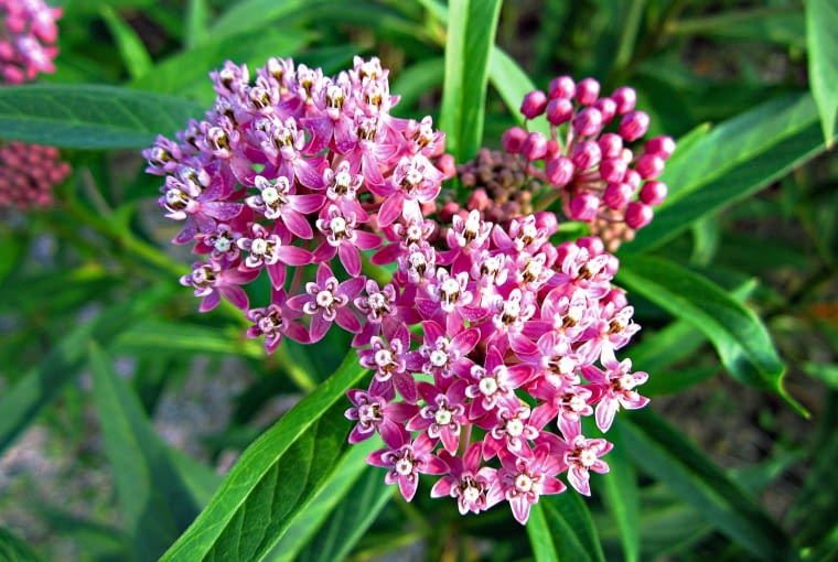 TROJEŚĆ KRWISTA (Asclepias incarnata) TROJEŚĆ KRWISTA (Asclepias incarnata)
