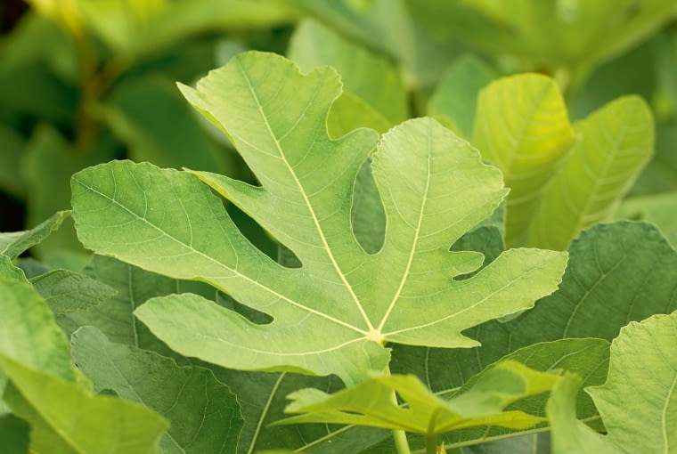 Młody zdrowy liść Młody zdrowy liść