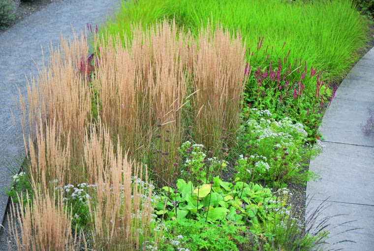 Trzcinnik ostrokwiatowy Trzcinnik ostrokwiatowy