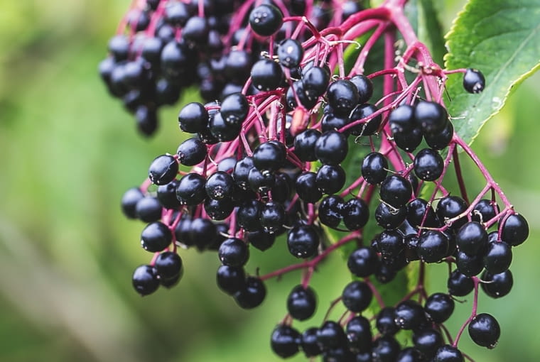 Czarny bez Czarny bez