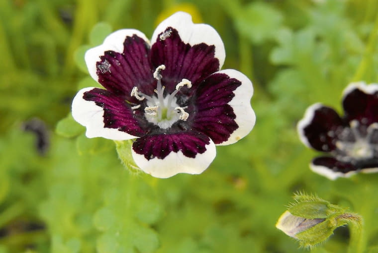 'Penny Black', Nemophila menziesii 'Penny Black', Nemophila menziesii