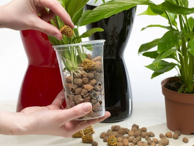 10.03.2008 WARSZAWA SESJA KWATY WE WNETRZU NZ ROSLINY KWIATY SKRZYDLOKWIAT UPRAWA HYDROPONICZNA STYLIZACJA ANETA KOSIBA DLA CZASOPISMA CZTERY KATY FOT. ARKADIUSZ SCICHOCKI / AGENCJA GAZETA PUBLIKACJA CZTERY KATY NR 5 (199) - 5 2008