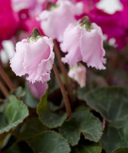 Cyklameny - kwiaty doniczkowe kwitnące jesienią. Różowe kwiaty