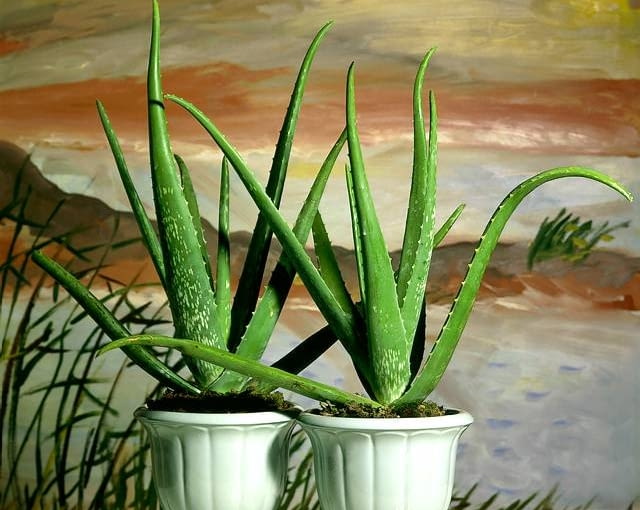 5.60E odporne na suszę