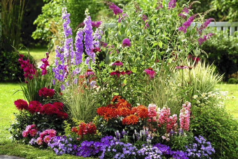 Rabata Buddleja ( Sommerflieder ), Delphinium ( Rittersporn ), Dahlia ( Dahlien ), Antirrhinum ( L^wenm ulchen ), Campanula ( Glockenblumen ), Gladiolus ( Gladiolen ), Echinacea purpurea ( Roter Sonnenhut ), Salvia farinacea ( Mehlsalbei ), Leucanthemum ( Margeriten ), Gr ser SLOWA KLUCZOWE: GAP Terrassenbeet Beet draussen Garten Sommer pink lila rot orange Farbe Duft Hochsommer 000 quer Margeriten Inselbeete