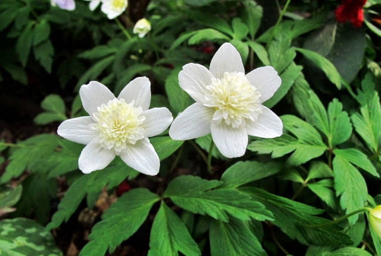 'Alba Plena', u której pręciki przekształciły się w płatki. 'Alba Plena', u której pręciki przekształciły się w płatki.