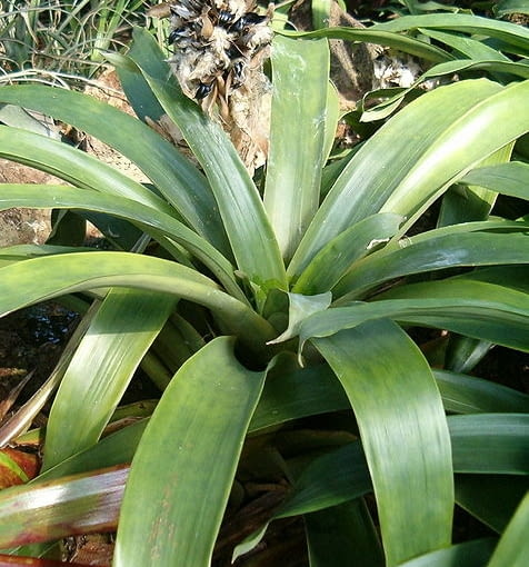 Guzmania -rozeta liściowa bez pędu kwiatowego. guzmania