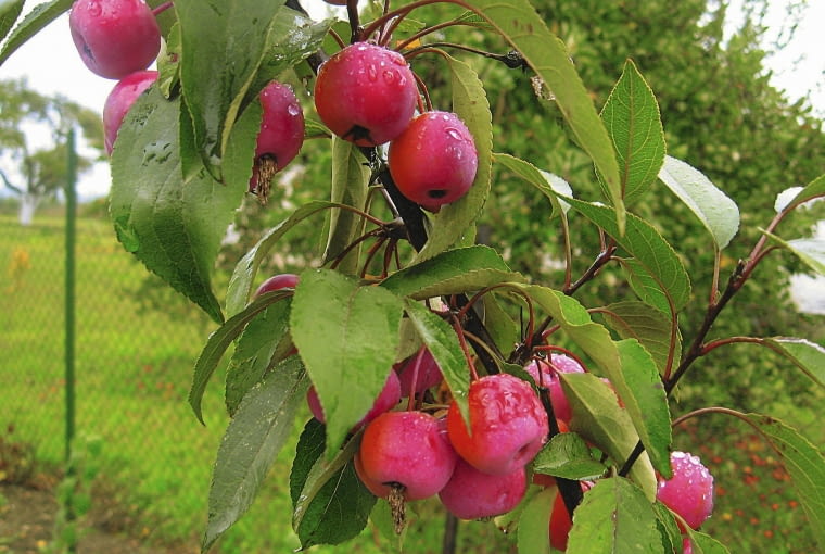 Jabłoń ''Ola' - latem Jabłoń ''Ola' - latem