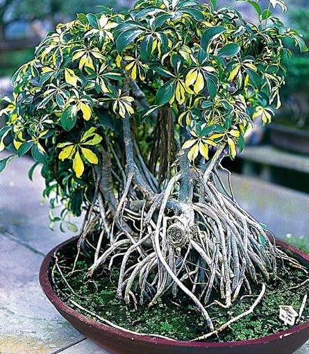 Szeflera BONSAI SZEFLERA GOLD CAPELA