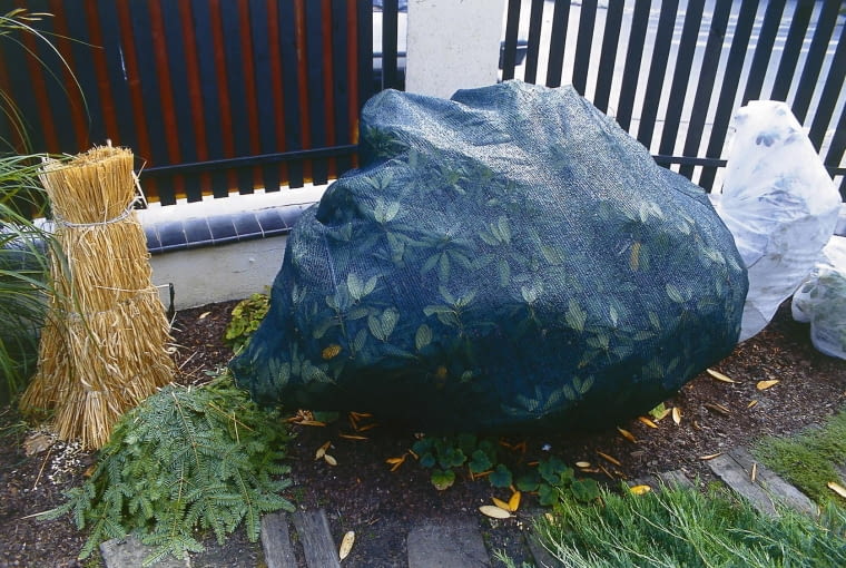 Różanecznik okryty na zimę OKRYWANIE PIELEGNACJA JESIEN WLOKNINA ROZANECZNIK RODODENDRON RHODODENDRON KRZEW LISCIASTY ZIOMOZIELONYFOT. PATRYCJA KORCZAK WODNICKA PUBLIKACJA OGRODY NR 10 (54) - 10.2003PUBLIKACJA LADNY DOM NUMER SPECJALNY - LADNY OGROD 2/2010 - 4 2010PUBLIKACJA KWIETNIK NR 12 (204) - 12 2011