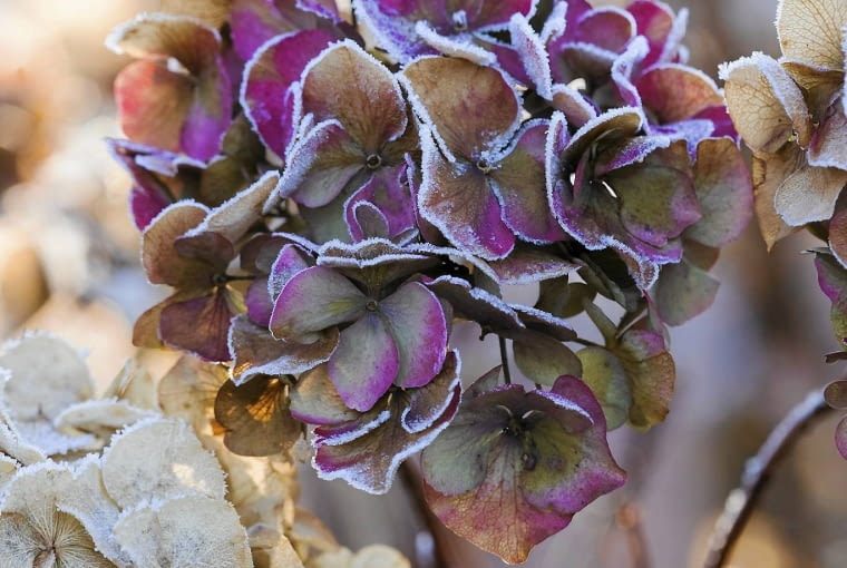 hortensja zimą 04 Jan 2010 --- frosty flower head of hydrangea macrophylla 'altona' at the rhs gardens, wisley, surrey. winter --- Image by Clive Nichols/Corbis SLOWA KLUCZOWE: beauty beauty in nature bright colors bush Christmas close-up view color daytime flower frost frosty garden head Hydrangea nobody outdoors rhs seasons surrey winter wisley