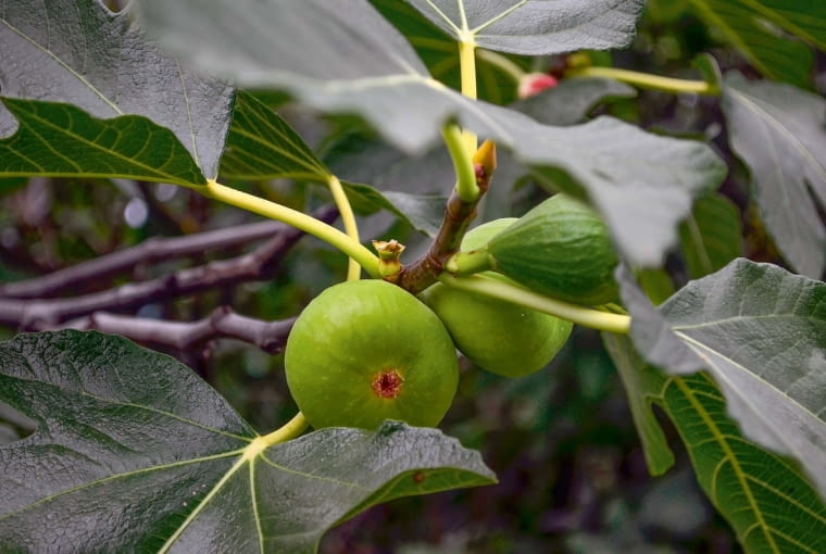 Owoc figi Owoc figi