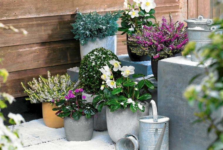 Nie skruszy ich mróz Heidepflanzen, Helleborus, Alpenveilchen und Buchskugeln - auf Winterterrasse SLOWA KLUCZOWE: Buchs Buxus Erica Erika Heide Heidekraut Konifere Nadelbaeume Nadelbaum Patio Perennial Schnee T^pfe Winter Christrose Cyclamen coum Helleborus Schneerose Stauden T^pfe eingetopft