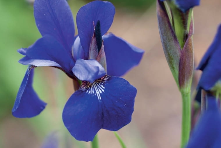 'Pickanock' kwitnie w czerwcu i lipcu. dIris sibirica Caesars Brother, Siberian, EYE-riss sye-BEER-ih-ku, 40 in,Z3, purple, Perennial ,S4