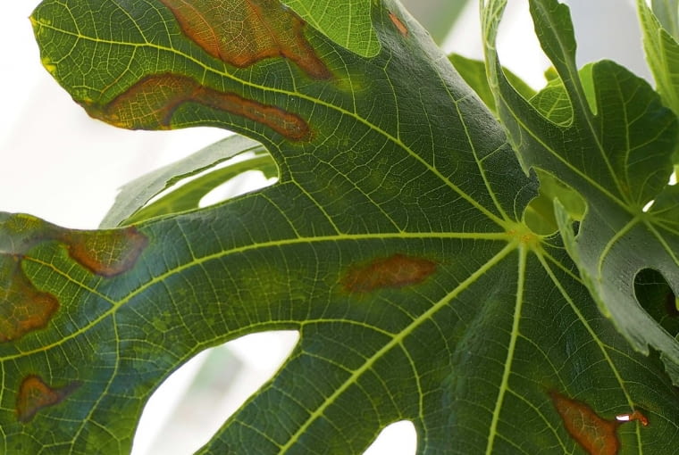 Liść opanowany przez plamistość OLYMPUS DIGITAL CAMERA