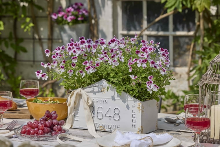 Wielkanoc w kwiatach – dekoracje z pelargoniami na świąteczny stół
