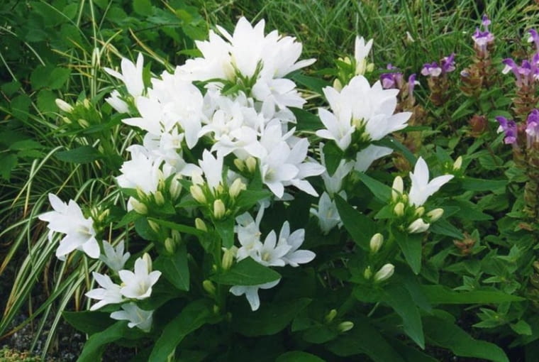Dzwonek skupiony (Campanula glomerata Acaulis) Dzwonek skupiony (Campanula glomerata Acaulis)