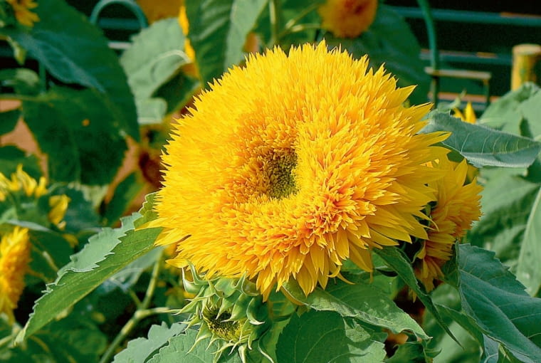 'Honey Bear'. Pęd pojedynczy o wysokości 60-90 cm. 'Honey Bear'. Pęd pojedynczy o wysokości 60-90 cm.