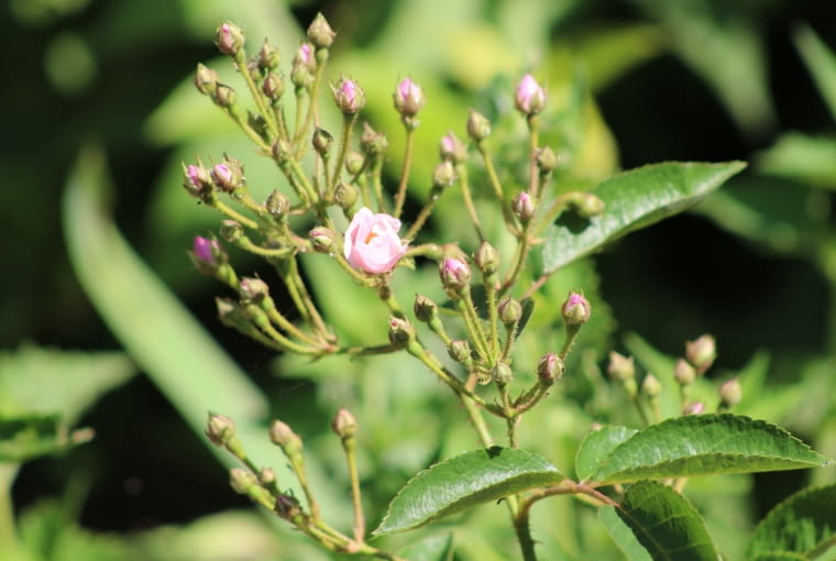 Róża 'Menja' Róża 'Menja'