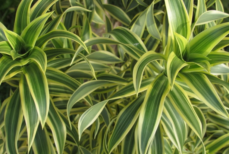 Dracena