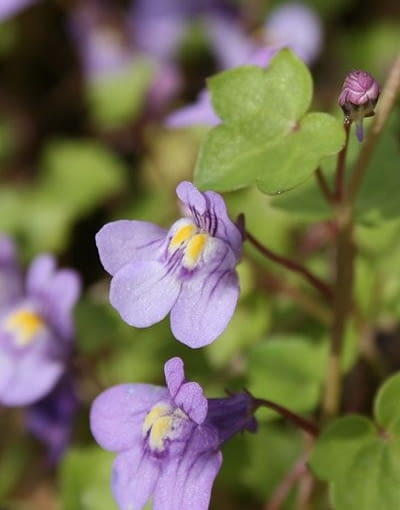 Fot. wikipedia Fot. wikipedia