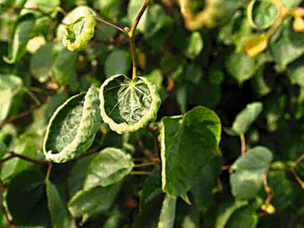 Szpeciele na lipie- zwijacz lipowy