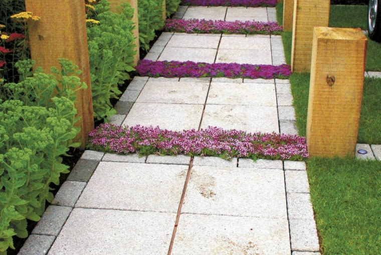 05.07.2007 OGROD , NAWIERZCHNIA - POWTARZAJACY SIE MOTYW PASY KWITNACEJ MACIERZANKI MIEDZY PLYTAMI FOT. MALGORZATA DYRSKA PUBLIKACJA KWIETNIK NR 10 (178) - 10 2009 SLOWA KLUCZOWE: OGROD ROSLINA KWIAT NAWIERZCHNIA ZDJĘCIE DO WKŁADKI: PUBLIKACJA KWIETNIK NR 10 (178) - CZASOPISMA