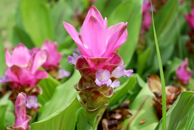 Kurkuma wąskolistna