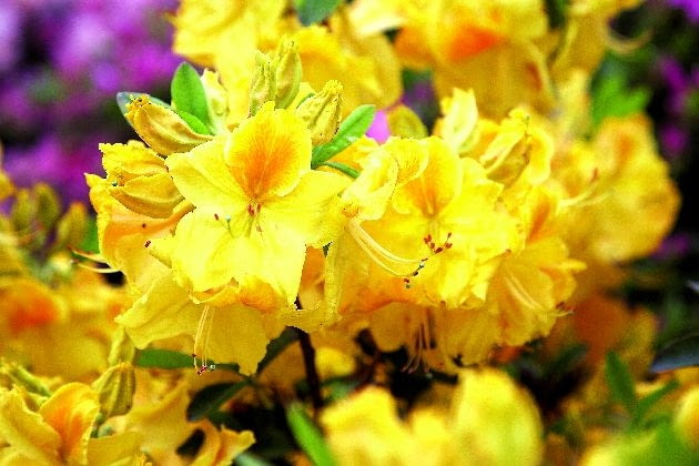 Azalia wielkokwiatowa 12.05.2009 PISARZOWICE SZKOLKA KRZEWOW OZDOBNYCH - EUGENIUSZ PUDELEK N/Z AZALIA " CHETKO " FOT. MICHAL MUTOR / AGENCJA GAZETA