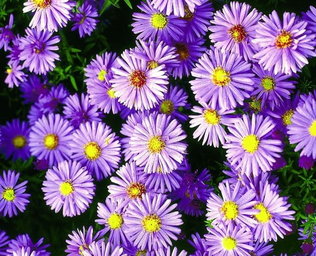 ASTER KRZACZASTY ASTER DUMOSUS PROF ANTON KIPPENBERGFOT. WIESLAW LIPIECSLAJD DUZYPUBLIKACJA OGRODY NR 10 (78) - 10.2005PUBLIKACJA OGRODY NR 5 (85) - 5.2006