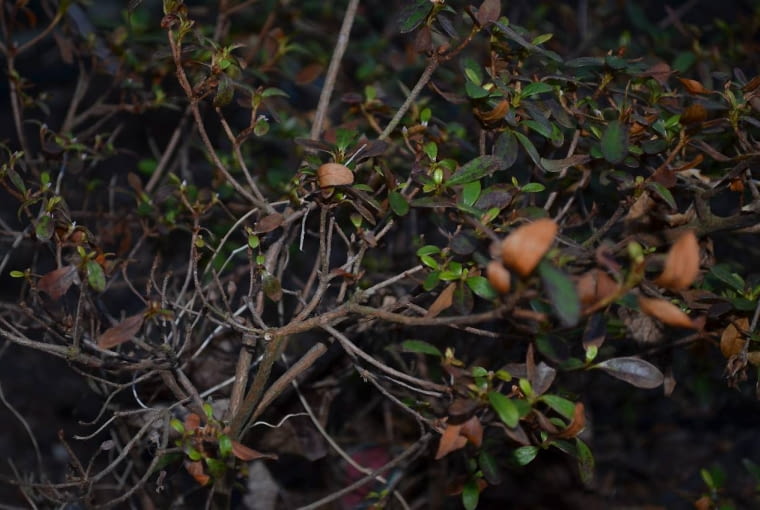 Tutaj dokładnie widać, ze zasychają duże partie różanecznika. fot.Aneta Żurkowska
