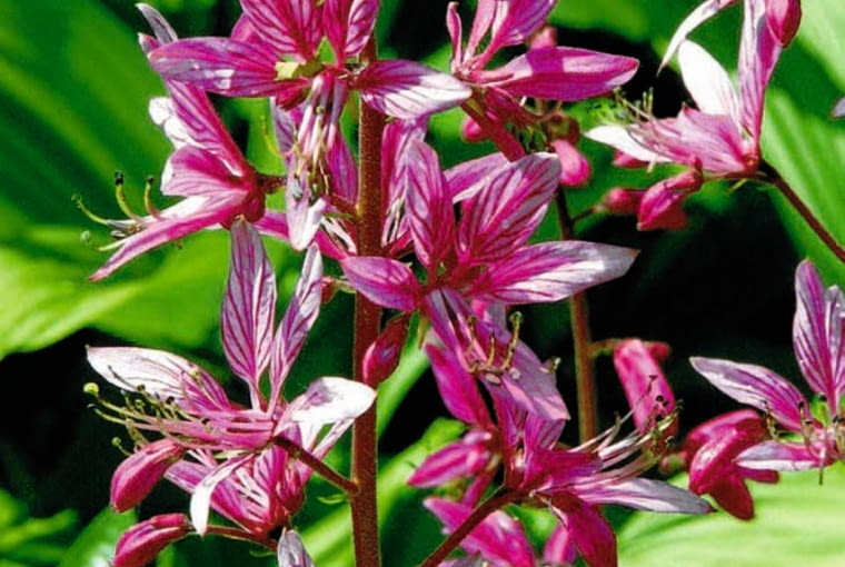 Dyptam jesionolistny OGROD - ROSLINY NA GLEBACH WAPIENNYCH ROSLINY KWIATY - DYPTAM JESIONOLISTNY DICTAMNUS ALBUS FOT. WIESLAW GAWRYS PUBLIKACJA OGRODY NUMER SPECJALNY 1/2008 - OGROD DLA CIEBIE - 5 2008 SLOWA KLUCZOWE: ROSLINY KWIATY OGRODY