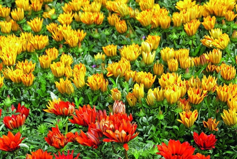 Gazania, gdy jest pochmurno i deszczowo, stula płatki. Gazania, gdy jest pochmurno i deszczowo, stula płatki.