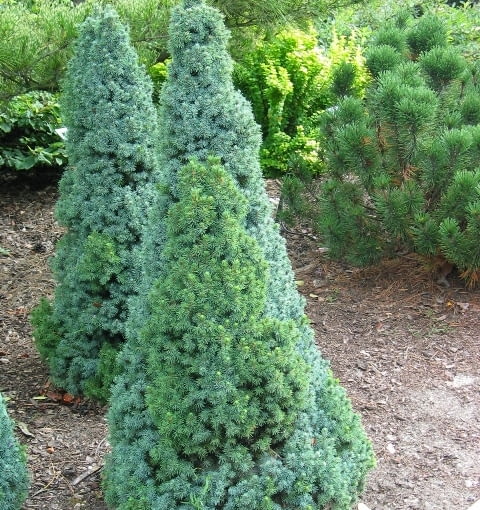 Świerk biały (Picea glauca) 'Sander's blue'