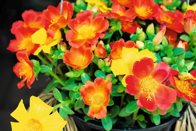 Portulaka kwitnie od lipca do jesieni.