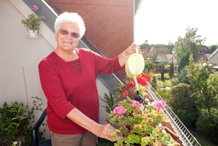 Pelargonie są wyjątkowo odporne na niedostatek wody, ale lepiej zapewnić im regularne podlewanie i nawożenie - wtedy obficiej kwitną. Pelargonie są wyjątkowo odporne na niedostatek wody, ale lepiej zapewnić im regularne podlewanie i nawożenie - wtedy obficiej kwitną.