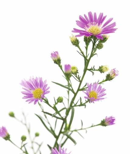 Aster nowoangielski Aster nowoangielski