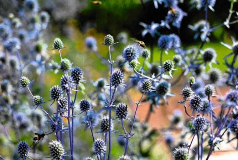 Mikołajek płaskolistny UWAGA ! PUBLIKACJA WYLACZNIE PO UZYSKANIU ZGODY REDAKCJI OGRODOW 13.07.2010 WARSZAWA , PRZYDOMOWY OGROD NA OSIEDLU PRZY UL. POLUDNIOWEJ 30/24 . NZ MIKOLAJEK PLASKOLISTNY ( ERYNGIUM PLANUM ) DO MIESIECZNIKA OGRODY . FOT. ADAM KOZAK / AGENCJA GAZETA PUBLIKACJA OGRODY NR 3 (143) - 3 2011 SLOWA KLUCZOWE: OGROD PRZYRODA KWIAT ROSLINA XNO ZDJĘCIE DO WKŁADKI: PUBLIKACJA OGRODY NR 3 (143) - CZASOPISMA