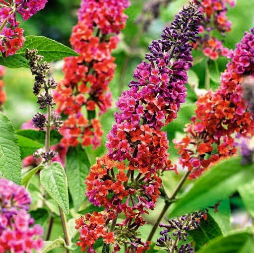 'Flower Power' ma fioletowe pąki, jej młode kwiaty są różowe, a starsze - pomarańczowe. Buddleja Flower Power SLOWA KLUCZOWE: Amber Violet vertical vertical upright upright Upclose shrub shrub Scarlet salmon purply purplish purplered Purple purple Power orientations orientations orange middle mauve leadline flower detailed Crimson copper coloured colour close up close central center center butterfly bush butterfly bushy bushy bush Buisson Buddleya Buddleja buddleia attractors attractive attracting butterflies attract attract arbrisseau