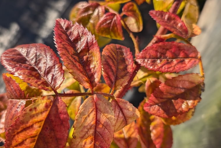 Róża ‘Blue Unihorn’ hod. Łukasz Rojewski. Róża ‘Blue Unihorn’ hod. Łukasz Rojewski.