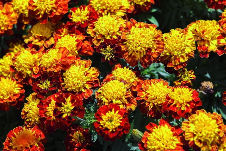 Aksamitka rozpierzchła Aksamitka rozpierzchła