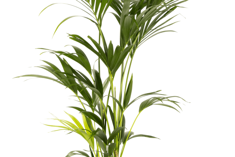 Kentia W160 cm. 199 zł. Kentia W160 cm. 199 zł.