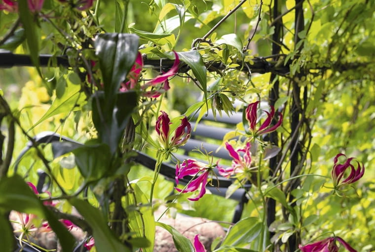 Glorioza wspaniała (Gloriosa superba) Trendfotografie SLOWA KLUCZOWE: Trendfotografie 2012