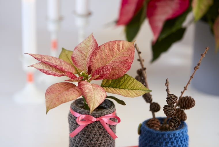 Dekoracje z gwiazdą betlejemską