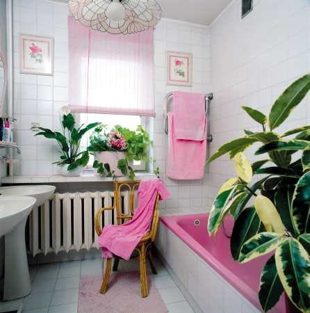 Dzbanecznik (<i>Nepenthes</i>)