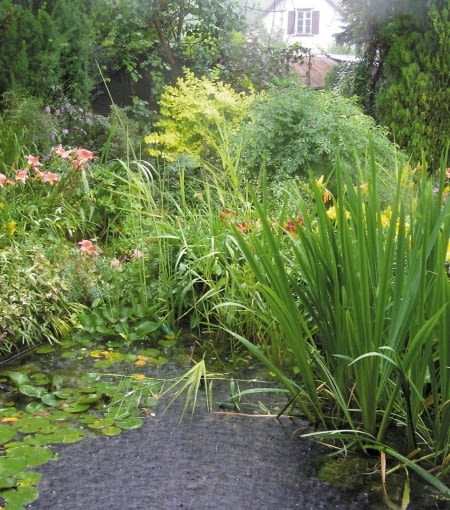 Gąszcz roślin nad oczkiem wodnym. W głębi, na tle domu sąsiadów, widać fragment woliery - ogrodowej klatki dla ptaków. Gąszcz roślin nad oczkiem wodnym. W głębi, na tle domu sąsiadów, widać fragment woliery - ogrodowej klatki dla ptaków.